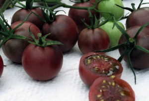 Caratteristiche e descrizione della varietà di cioccolato al pomodoro