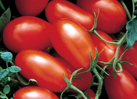 tomatenrassen