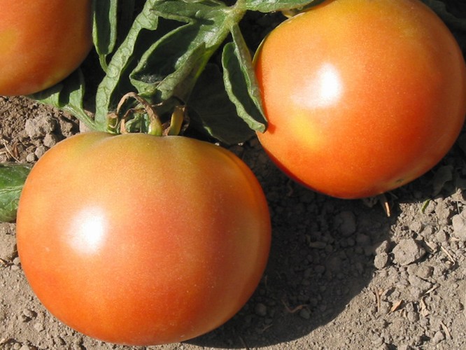 tomaat ekaterina de geweldige uitstraling