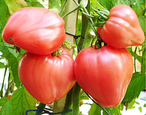 pomidorų galvijų širdies išvaizda