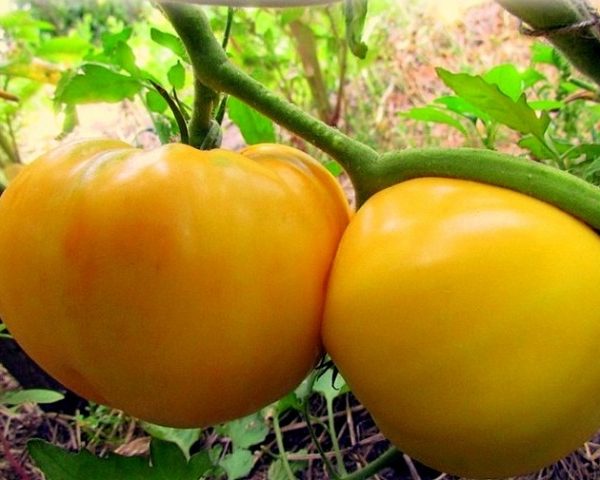 pomidor cytrynowy olbrzym w ogrodzie