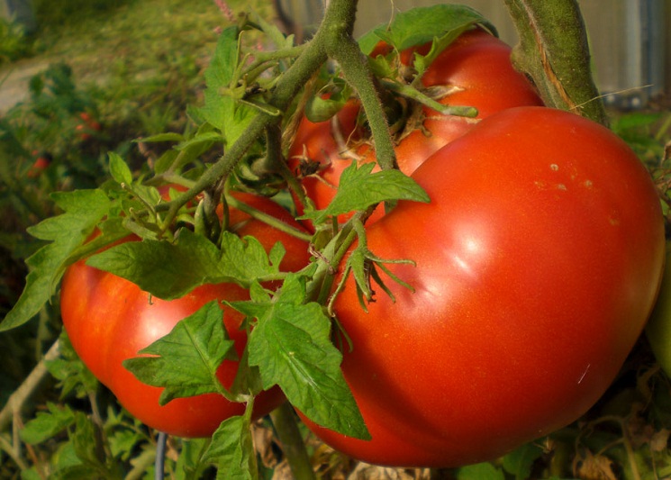 Tomaten auf einem Ast