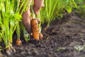 Kuinka käsitellä kirvoja porkkanoissa kansanlääkkeillä, miten käsitellä
