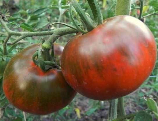 tomaat zwarte prins in de tuin