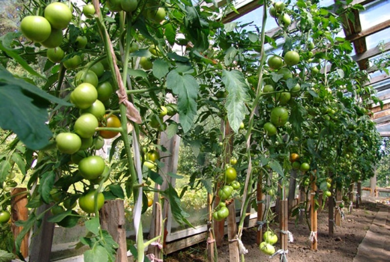 tomato in greenhouses