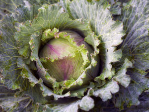 Reasons why cabbage leaves turn red or pink and what to do