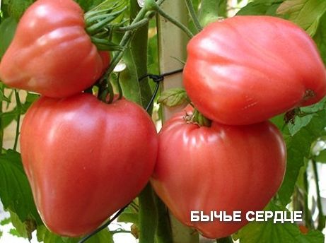 liellopa sirds tomāts dārzā