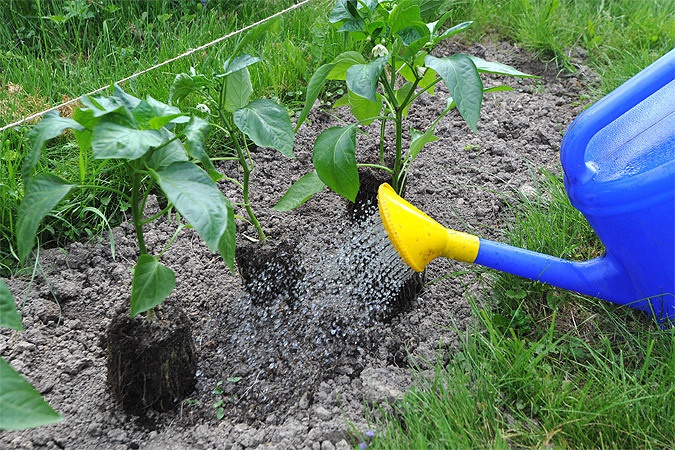 riego de pimienta en el jardín
