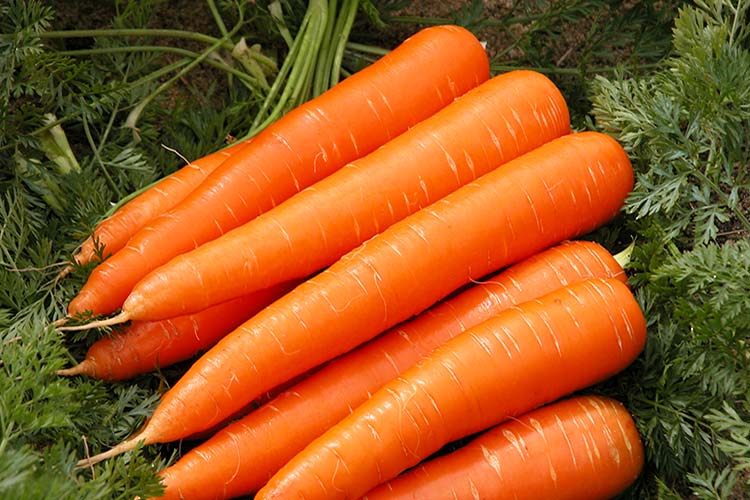 cà rốt trong vườn