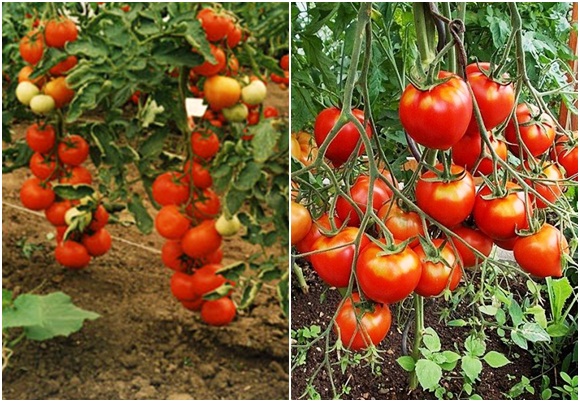 pojava intuicije rajčice