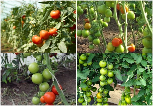 variedades de intuición de tomate