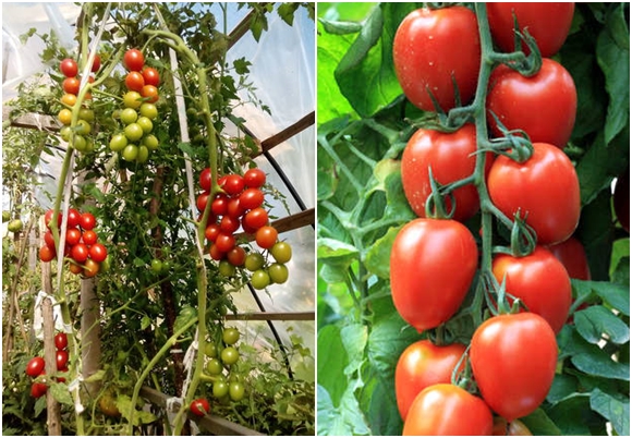appearance of cherry tomato