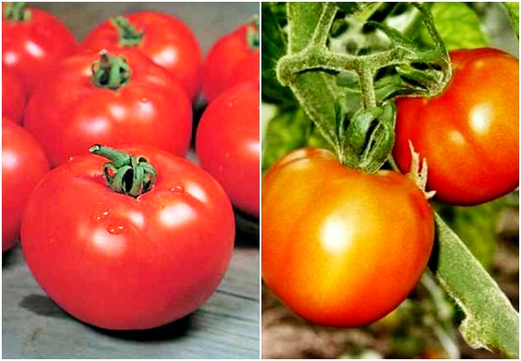 utseendet på tomat alpatiev