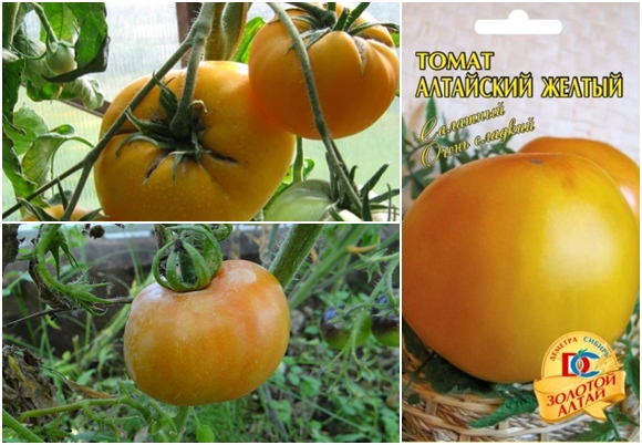 Altai yellow tomato appearance