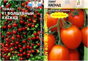 Cascade domates çeşidinin özellikleri ve tanımı, verimi
