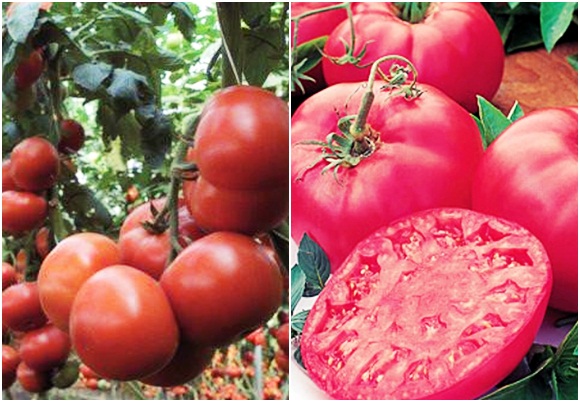 pomidor tretyakovsky wewnątrz