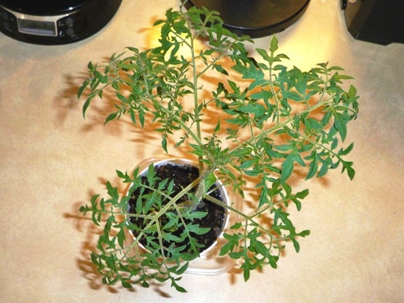 seedlings silver spruce