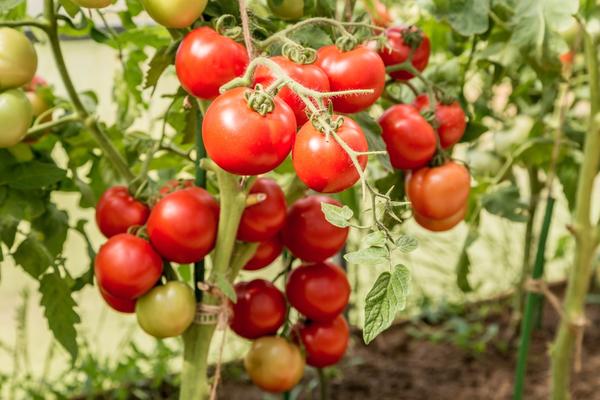 tomate arbusto lyubasha