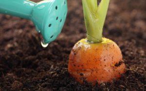 Hur man korrekt matar morötter för tillväxt i det öppna fältet med folkrättsmedel