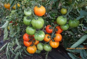 Tekijän tomaatin siementen ominaisuudet ja kuvaus kasvattajalta Myazinalta