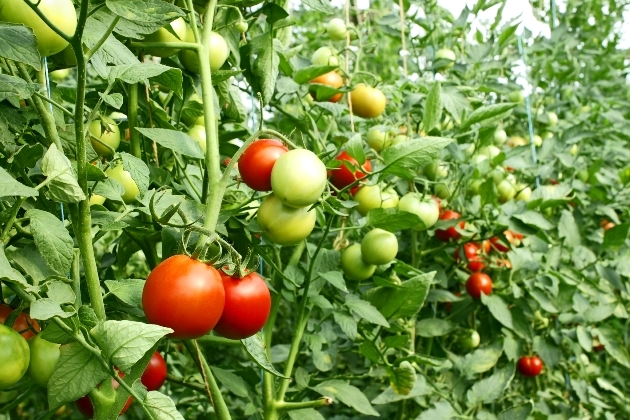 pomidorų žibintai sode