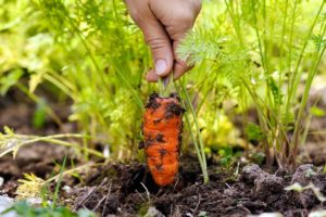 Hur ofta behöver du vattna morötter i det öppna fältet och hur du gör det på rätt sätt
