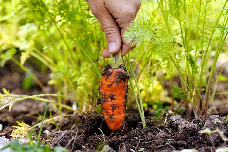 morcovi în grădină