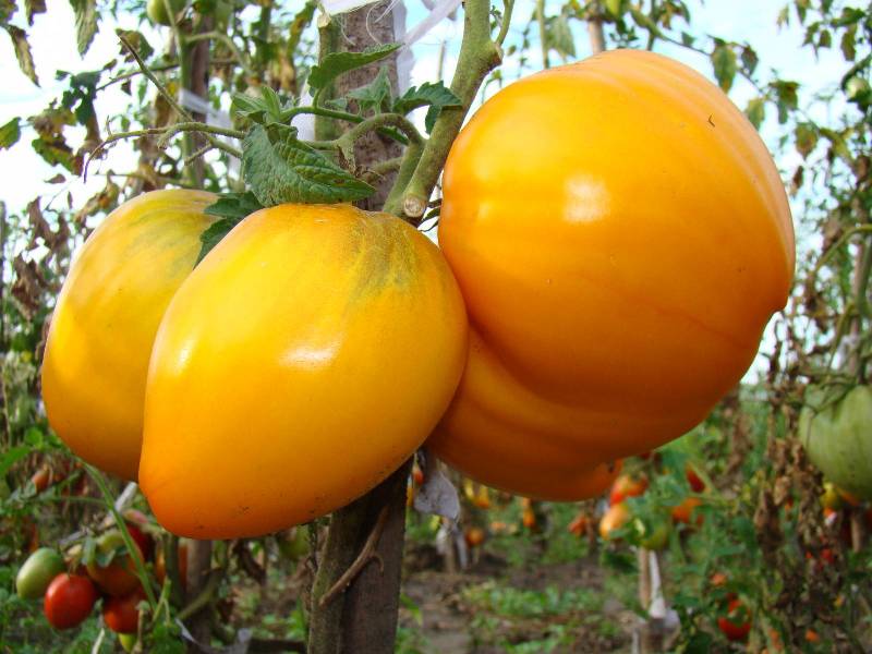 طماطم ملك سيبيريا