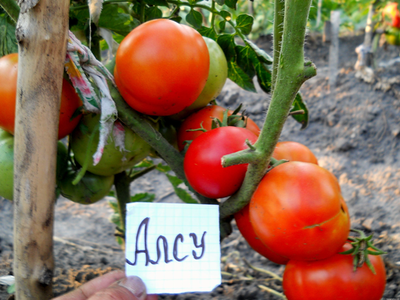 ook tomaat in de tuin