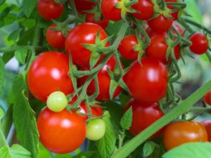 Charakterystyka i opis odmiany pomidora Intuicja, plon