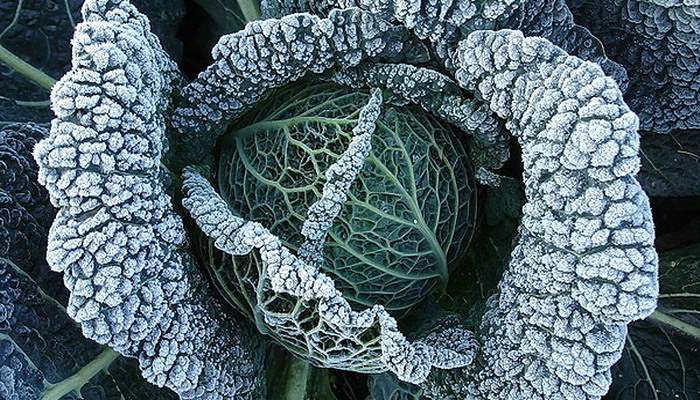 mature cabbage