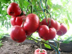 Egenskaber og beskrivelse af tomatsorten Pink Honey og dens udbytte