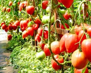 Tomaattilajikkeen ominaisuudet ja kuvaus Maa-ihme, sen sato ja viljely