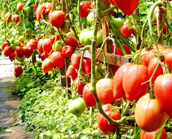 tomatbuske spekulerer over jorden