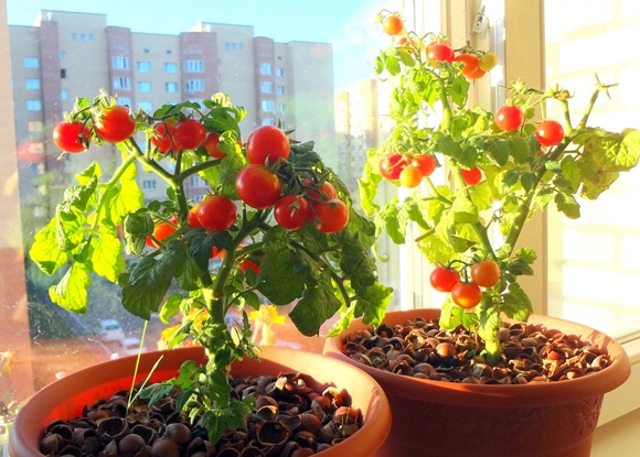 cherry paradajkami na balkóne
