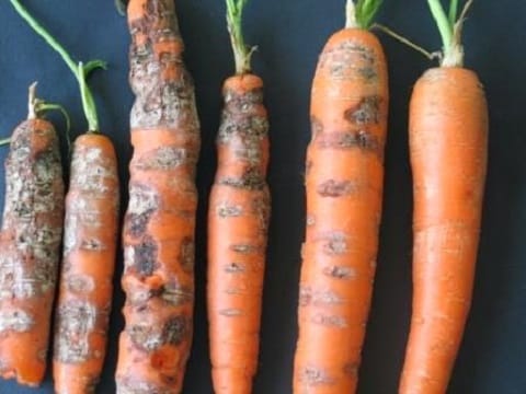 phomosis of carrots