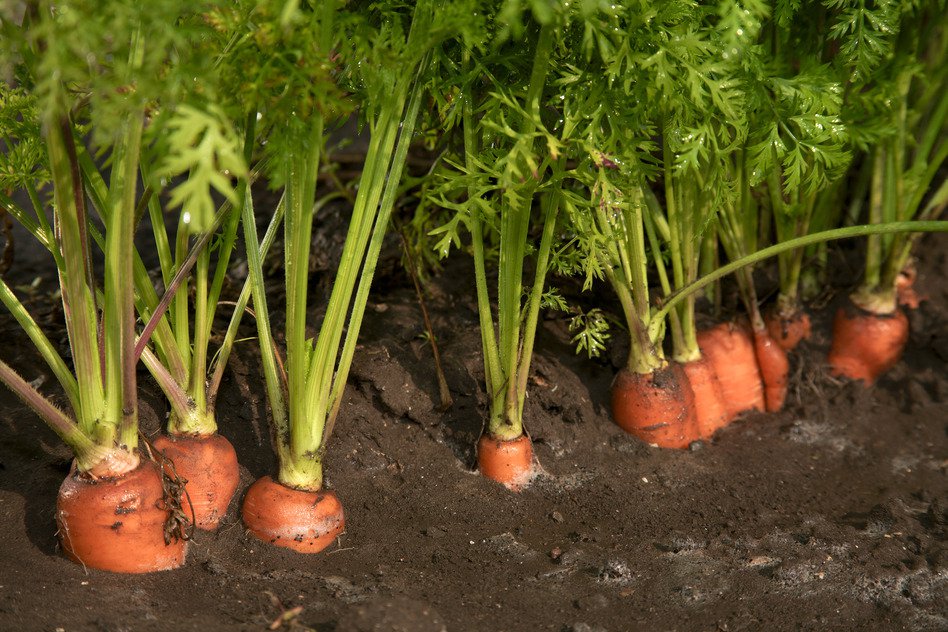 le carote crescono nel giardino