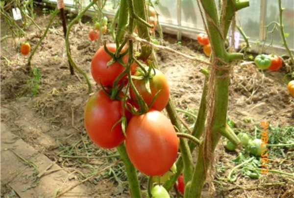 tomato de barao Bush