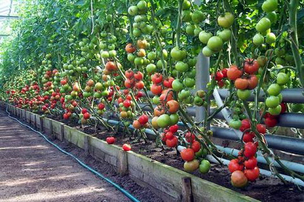 odroda paradajok