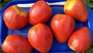 Tomaatti Buffalo Heart -lajikkeen ominaisuudet ja kuvaus, sen sato
