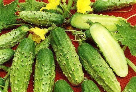 mid-season cucumber fontanel