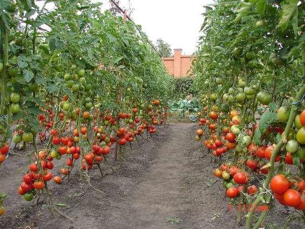 aukštų pomidorų sode