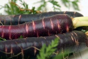 Propiedades útiles y cultivo de zanahorias negras.