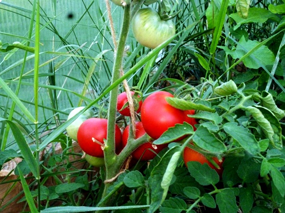 pomidorų alpatiev sode