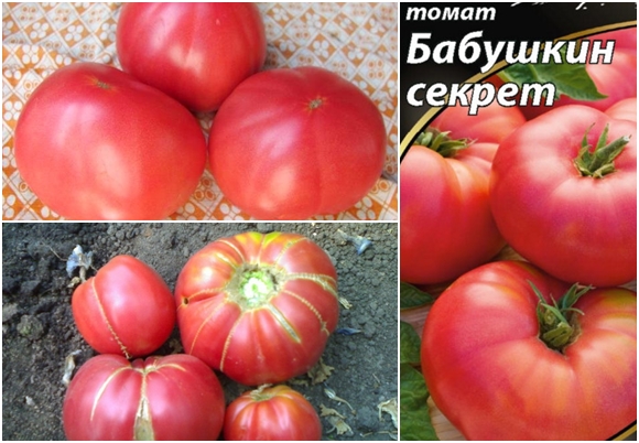 the appearance of a tomato grandma's secret