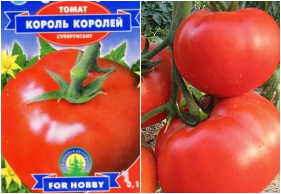 rois de la tomate dans le jardin