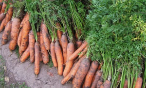 Mulige årsager til, at gulerødder bliver gule i haven, og hvad de skal gøre i dette tilfælde