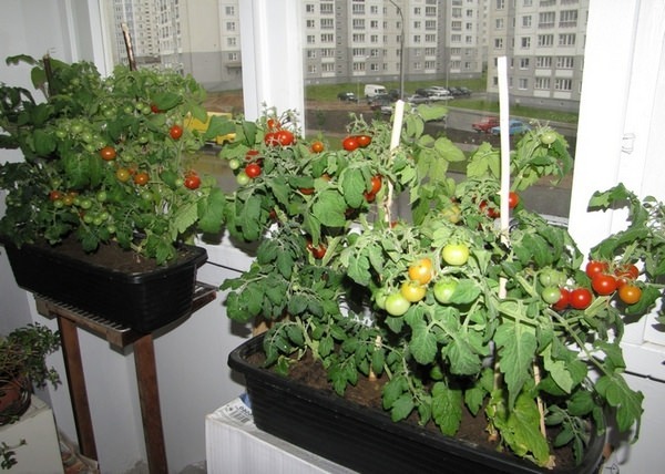 tomates de balcón