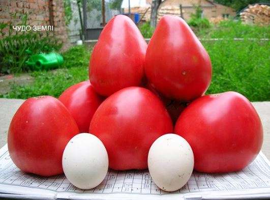 Los tomates del país de las maravillas se comparan con los huevos