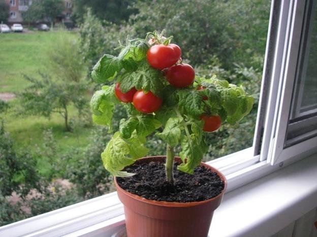 tomates en el alféizar de la ventana